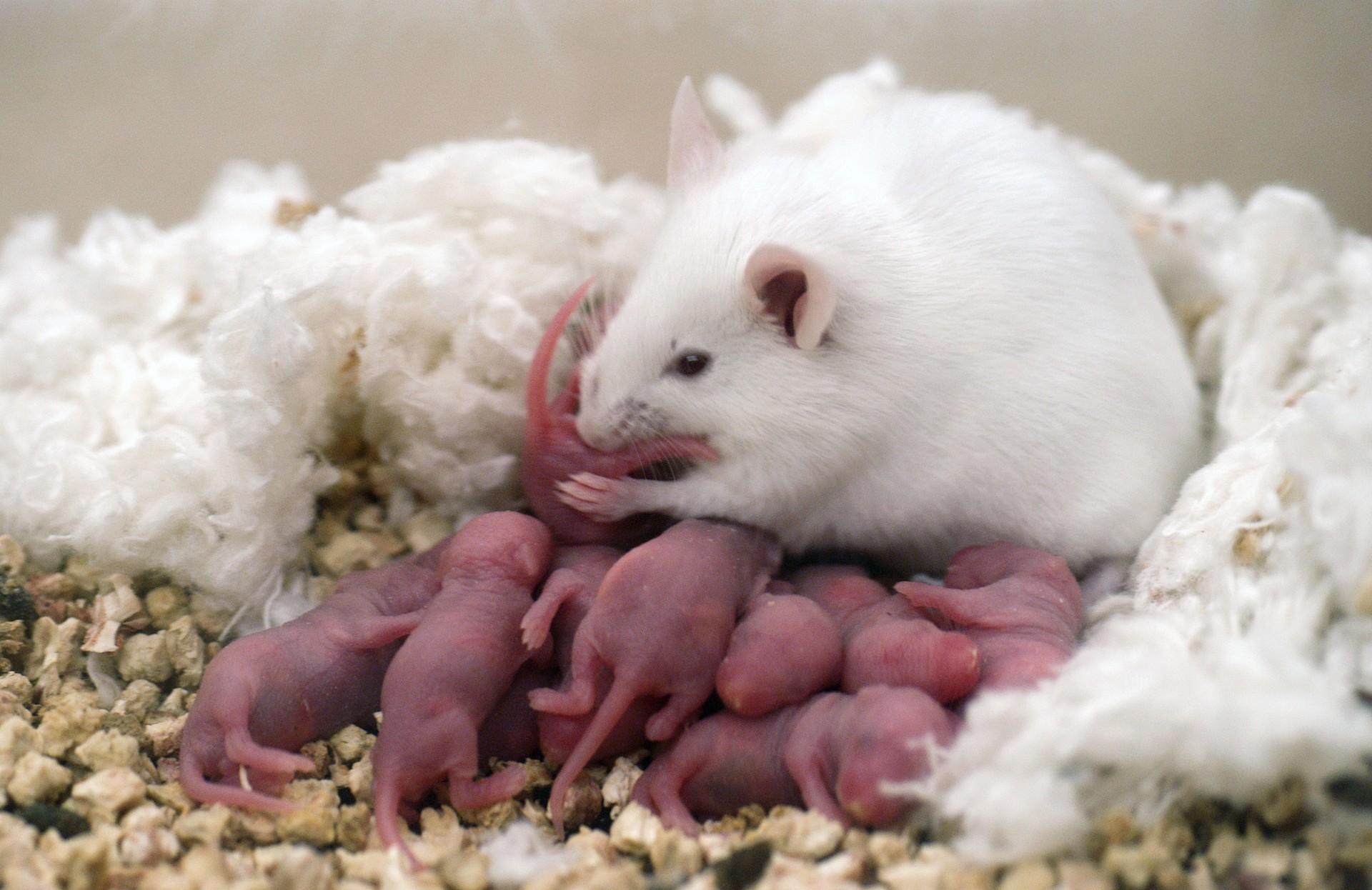 Ratos passam medos pelo odor (Foto: Divulgação)