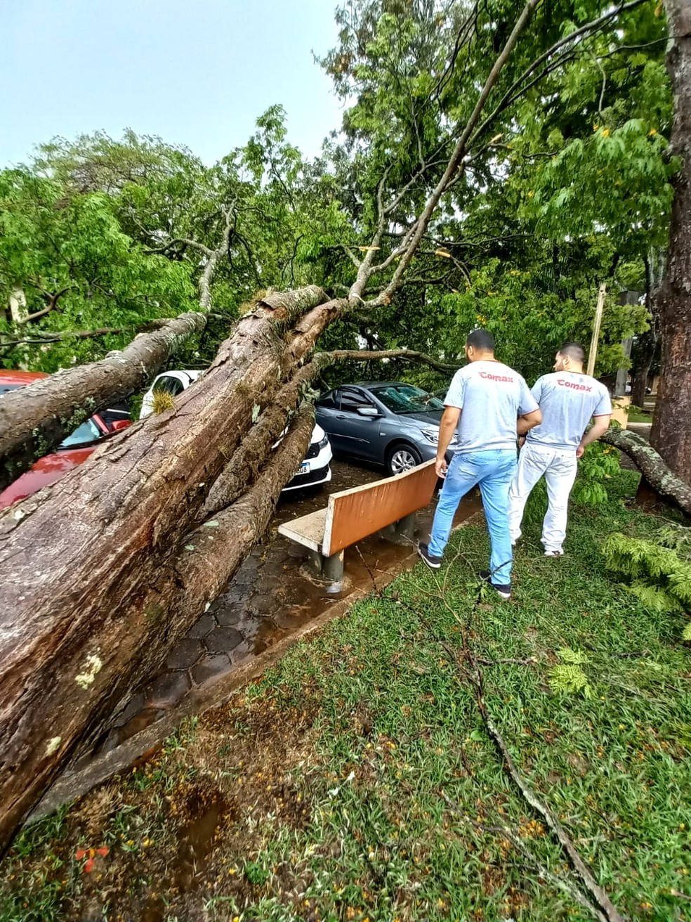 Árvores foram derrubadas pela ventania que atingiu Coronel Macedo (SP) — Foto: Nosor Nogueira/Arquivo pessoal