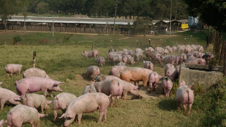 criação_suínos_porcos (Foto: Ernesto de Souza / Editora Globo)