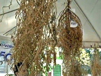 Pé de soja cultivado em Santa Carmen já foi para o livro dos recordes (Foto: Reprodução/TVCA)