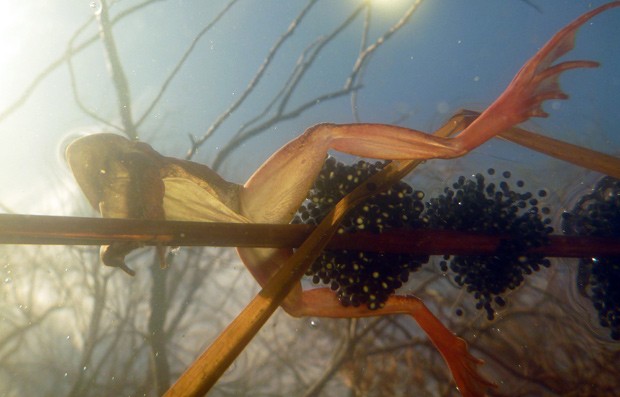 Sapo da espécie Lithobates sylvaticus, ou 'sapo madeira', põe ovos na superfície de uma lagoa: muitos anfíbios como ele estão se reproduzindo mais cedo na primavera, com o aumento da temperatua  (Foto: Mark Urban/Divulgação)
