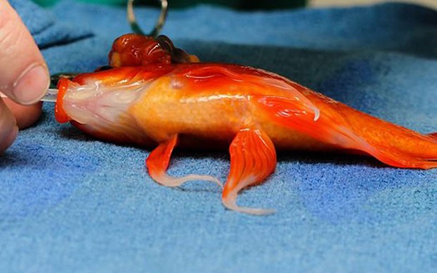 Médico veterinário retira tumor da cabeça do peixe dourado em hospital veterinário de Melbourne (Foto: Reprodução/Facebook/Lort Smith Hospital)