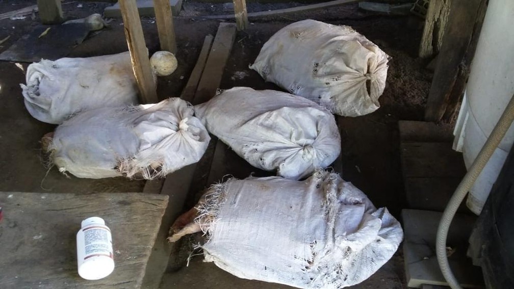 Sacos com tartarugas estavam espalhados pelo terreno em Costa Marques &acirc; Foto: Pol&Atilde;&shy;cia Civil/Divulga&Atilde;&sect;&Atilde;&pound;o