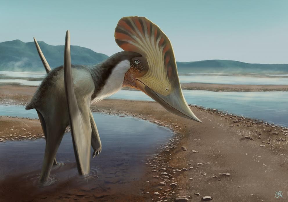 Novo pterossauro brasileiro Kariridraco dianae (Foto: Unipampa )