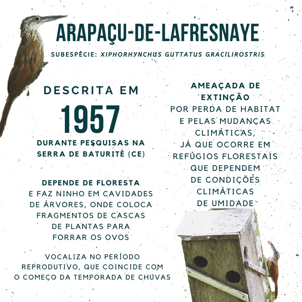 Conheça a subespécie do arapaçu-de-lafresnaye, espécie rara e exclusiva do Ceará — Foto: Arte TG