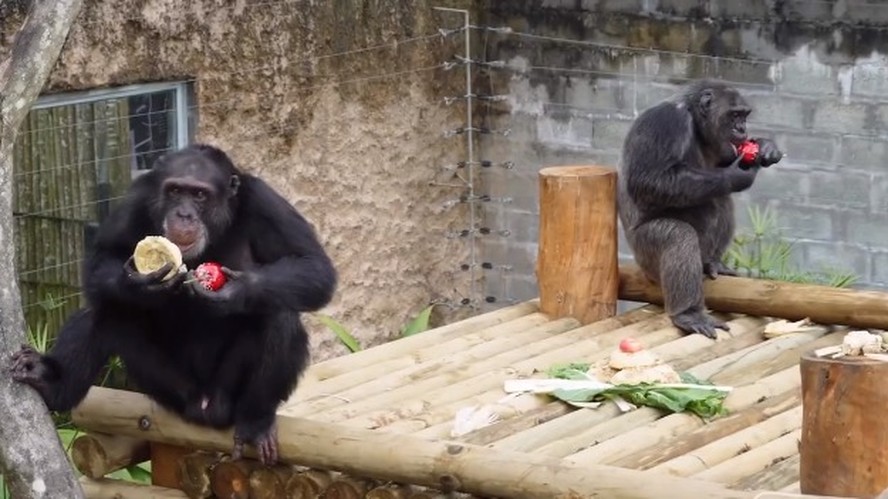 Chimpanzés de zoológico na Colômbia foram mortos após escaparem