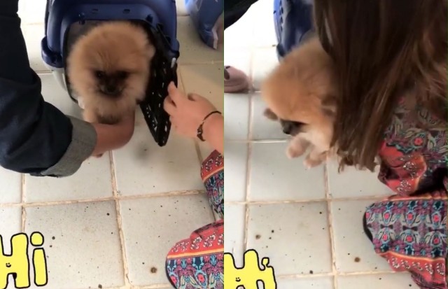 Caua Reymond mostra Sofia com cachorrinha (Foto: Reprodução/Instagram)