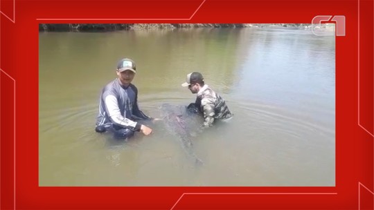 Amigos capturam peixe com mais de 1 metro e meio e animal ganha beijo ao ser solto em rio: 'Passou dos 50 kg'