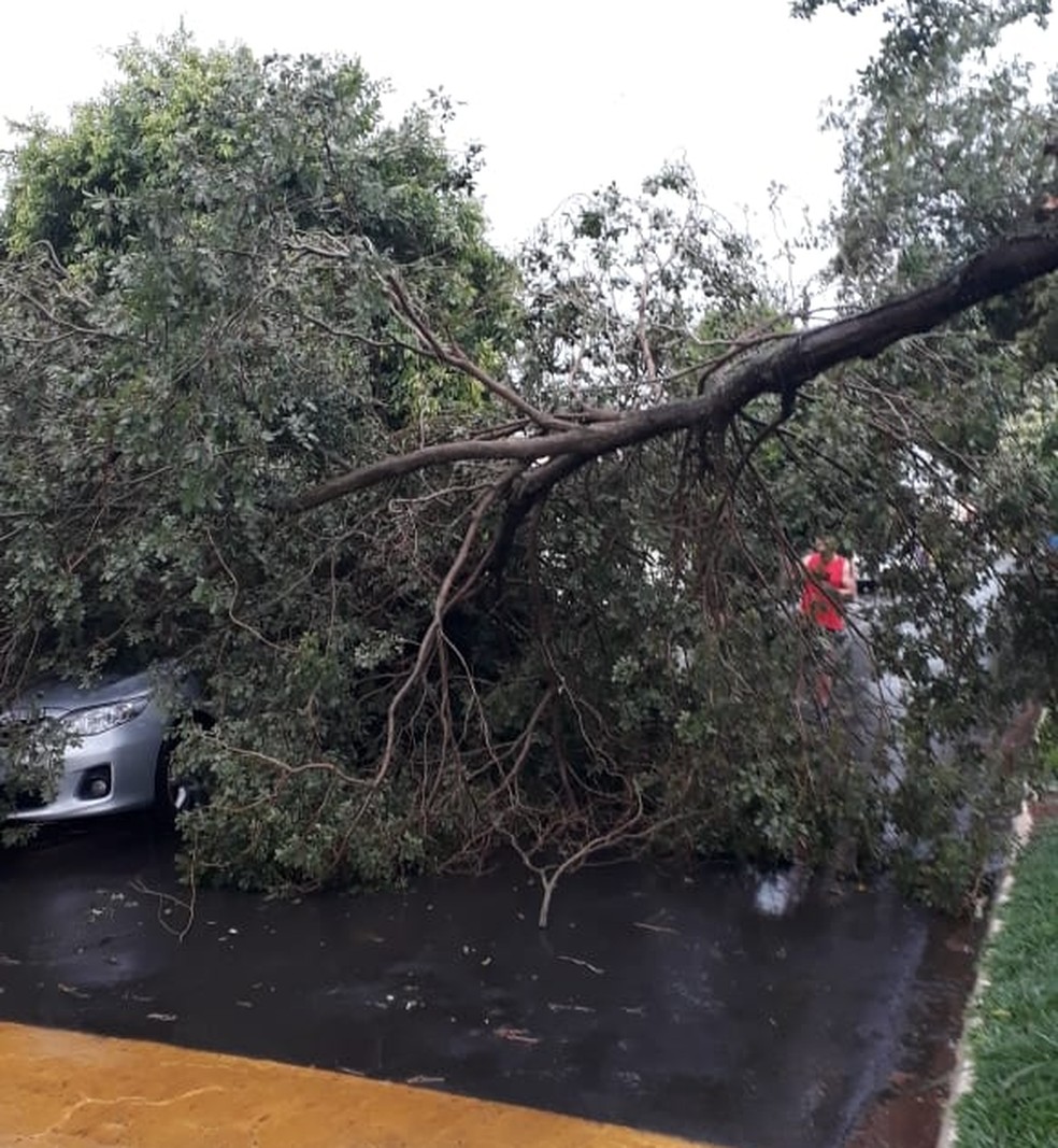 Quedas de árvores foram registradas em Narandiba — Foto: Lauro Barbosa/Cedida