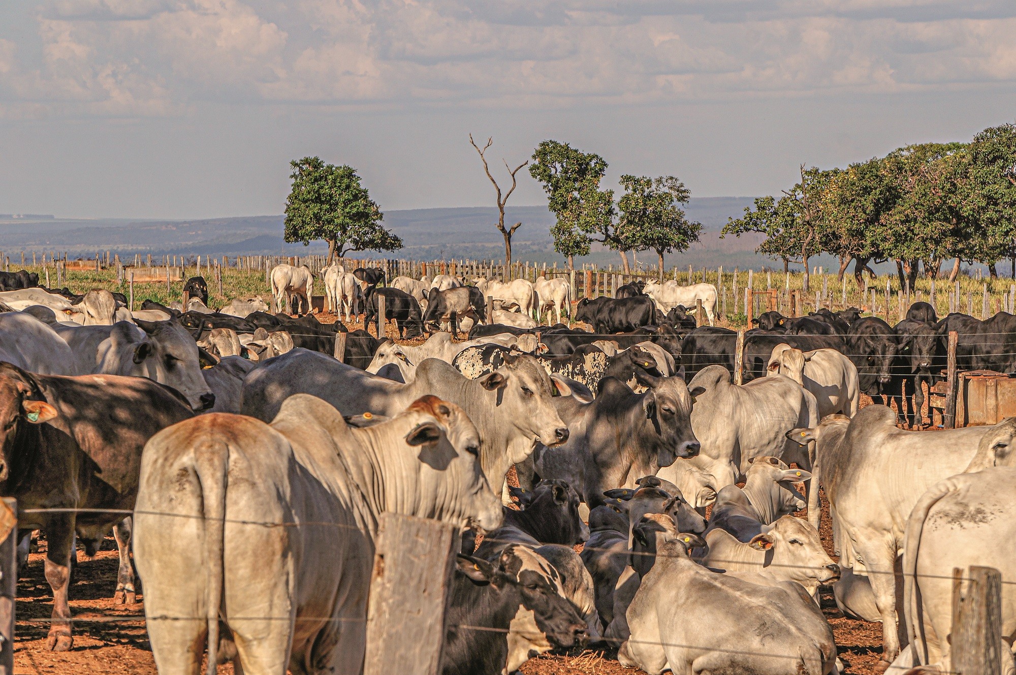 Cerca de 20% dos bovinos são rastreados no Brasil (Foto: GRUPO NC/AGROPECUÁRIA BURACÃO)