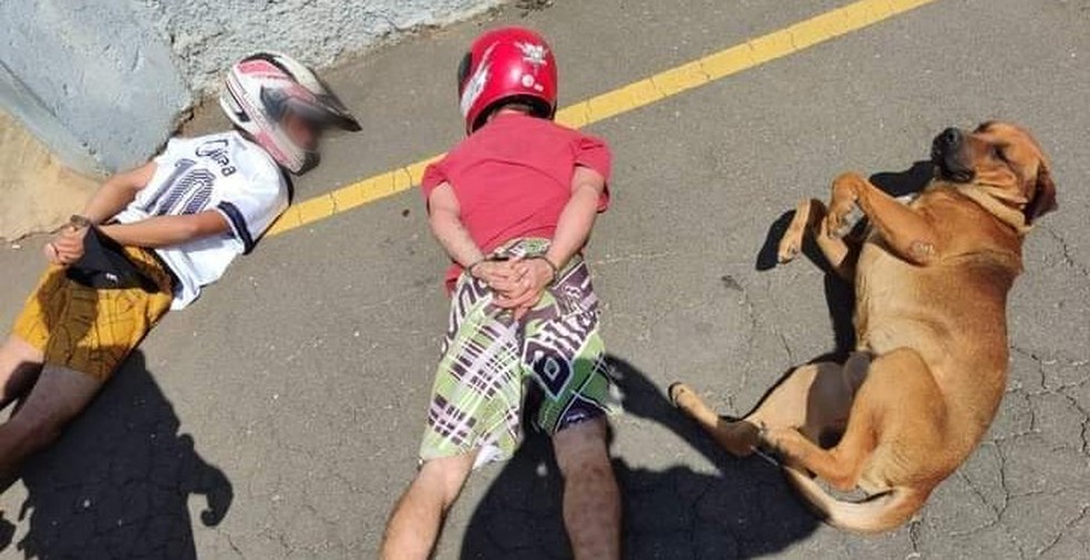 Comportamento do cãozinho chamou atenção da PM, em Itaperuçu — Foto: Arquivo pessoal