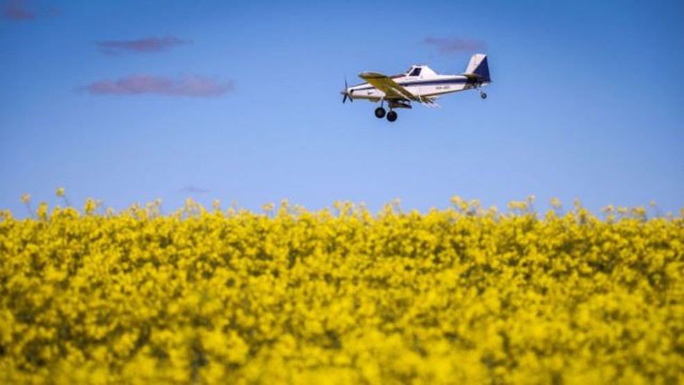 Pesticidas são uma das soluções possíveis, mas trazem mais danos do que benefícios — Foto: Getty Images via BBC