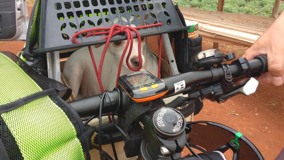 Cachorrinha teve caixinha adaptada para viajar na bike. — Foto: Arquivo pessoal