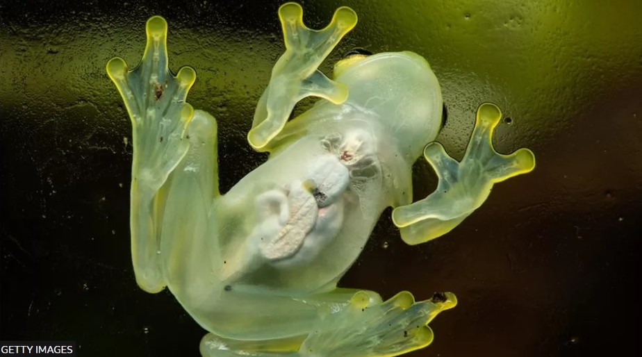 Um curioso 'sapo de vidro' e sua pele transparente