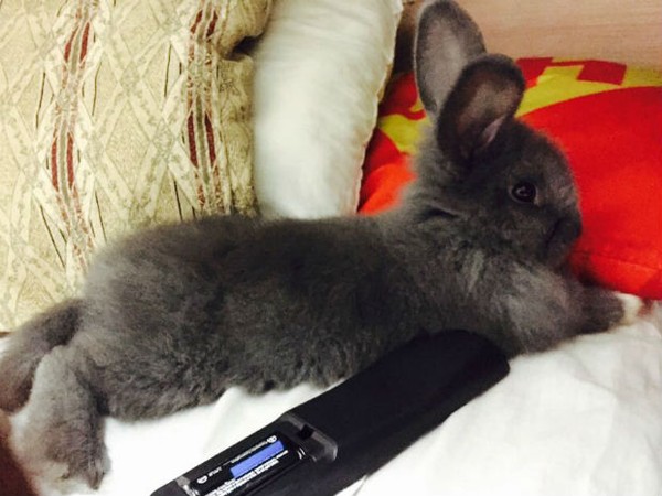 Confira Os Principais Cuidados Com Os Coelhos De Estimacao Mundo Pet G1 Aprenda com a nossa gramática holandesa grátis os dias da semana em holandês. principais cuidados com os coelhos
