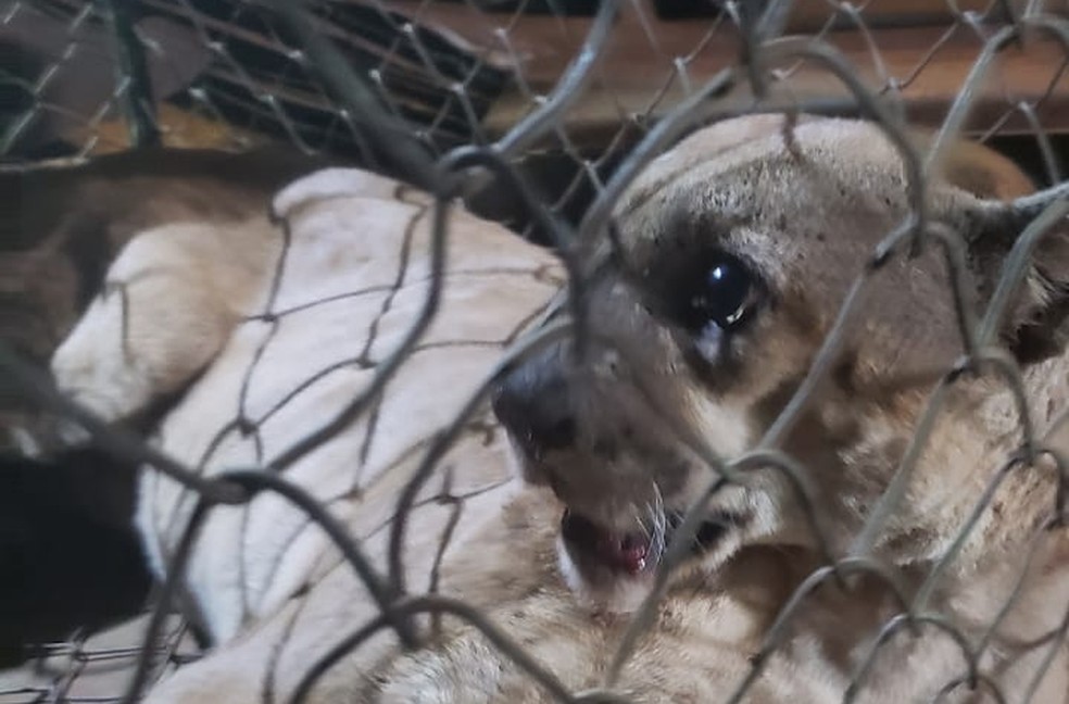 Animal entrou no estabelecimento e deu trabalho para ser resgatado pela equipe em Chavantes — Foto: Corpo de Bombeiros/Divulgação