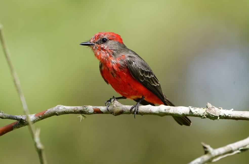 Visitantes do inverno: conheça as aves que aparecem no interior de São  Paulo nos meses mais frios | Terra da Gente | G1