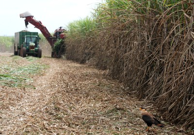 agricultura_cana_caminhao (Foto: Editora Globo)