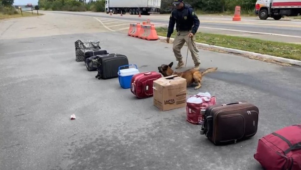 Cadela farejadora da PRF encontra maconha escondida em bagagem de mulher que viajava em &ocirc;nibus interestadual &mdash; Foto: Divulga&ccedil;&atilde;o/Pol&iacute;cia Rodovi&aacute;ria Federal
