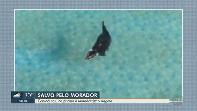 Gambá cai em piscina e é resgatado por morador de Vinhedo