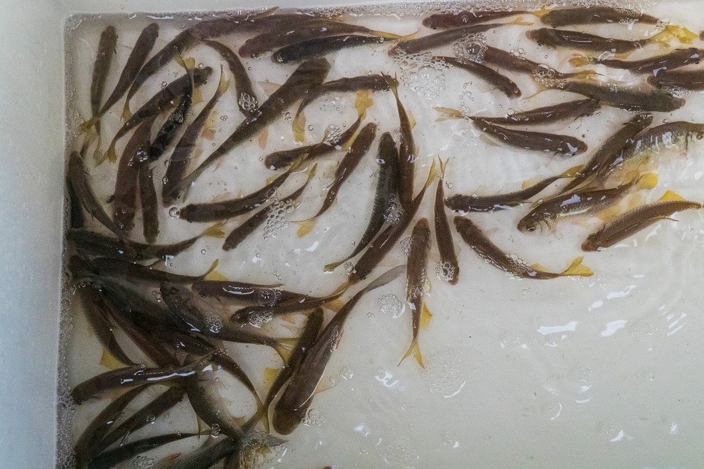 Lambaris, peixes usados como iscas para a pesca de espécies maiores, são coletadas por pescadores profissionais e vendidas a turistas ou lojas de pesca â€” Foto: Eduardo Palacio/G1