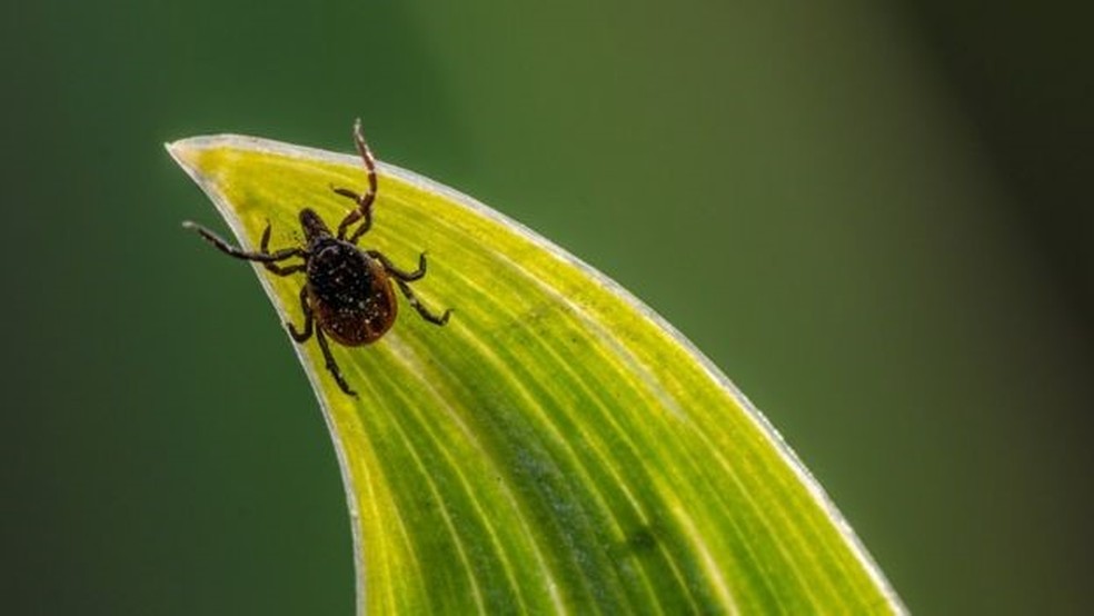 Os carrapatos passam parte de seu tempo em um organismo hospedeiro e o restante no meio ambiente — Foto: Getty Images via BBC