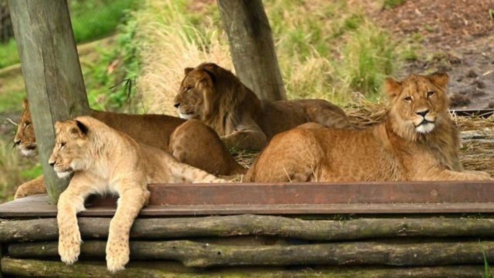 5 leões escapam de jaulas e causam pânico em zoológico de Sydney