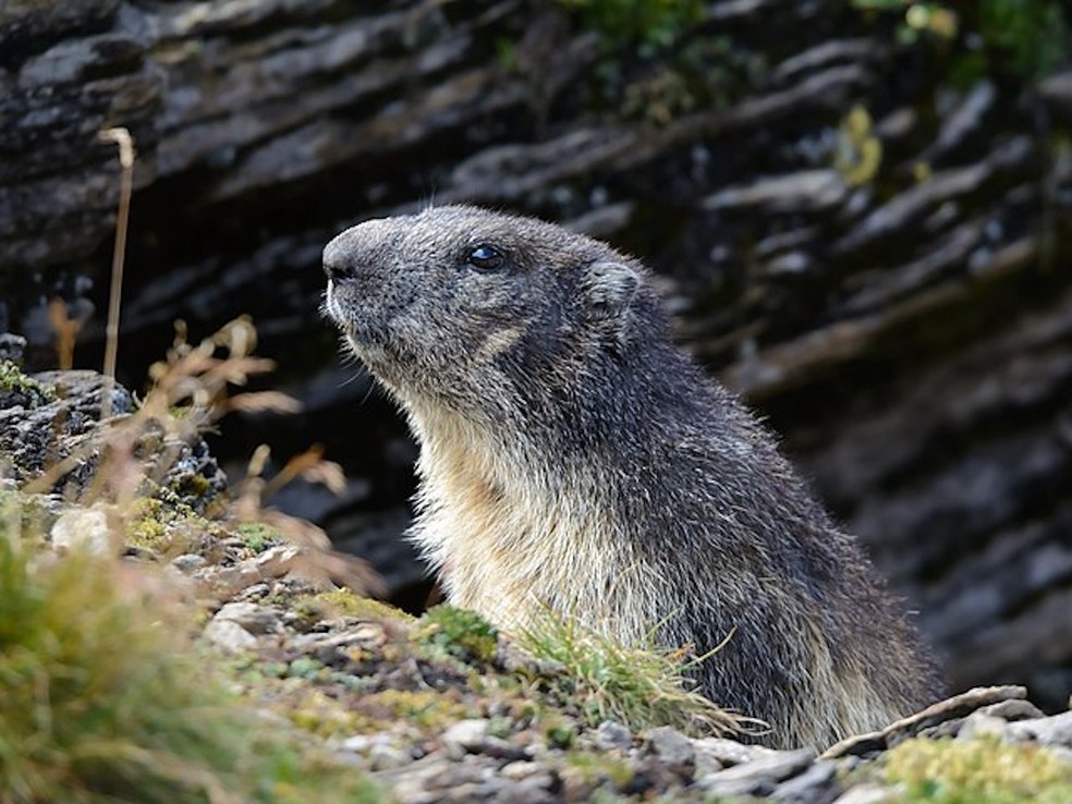 Marmota marmota — Foto: Uoaei1/ Wikimedia Commons/ Creative Commons