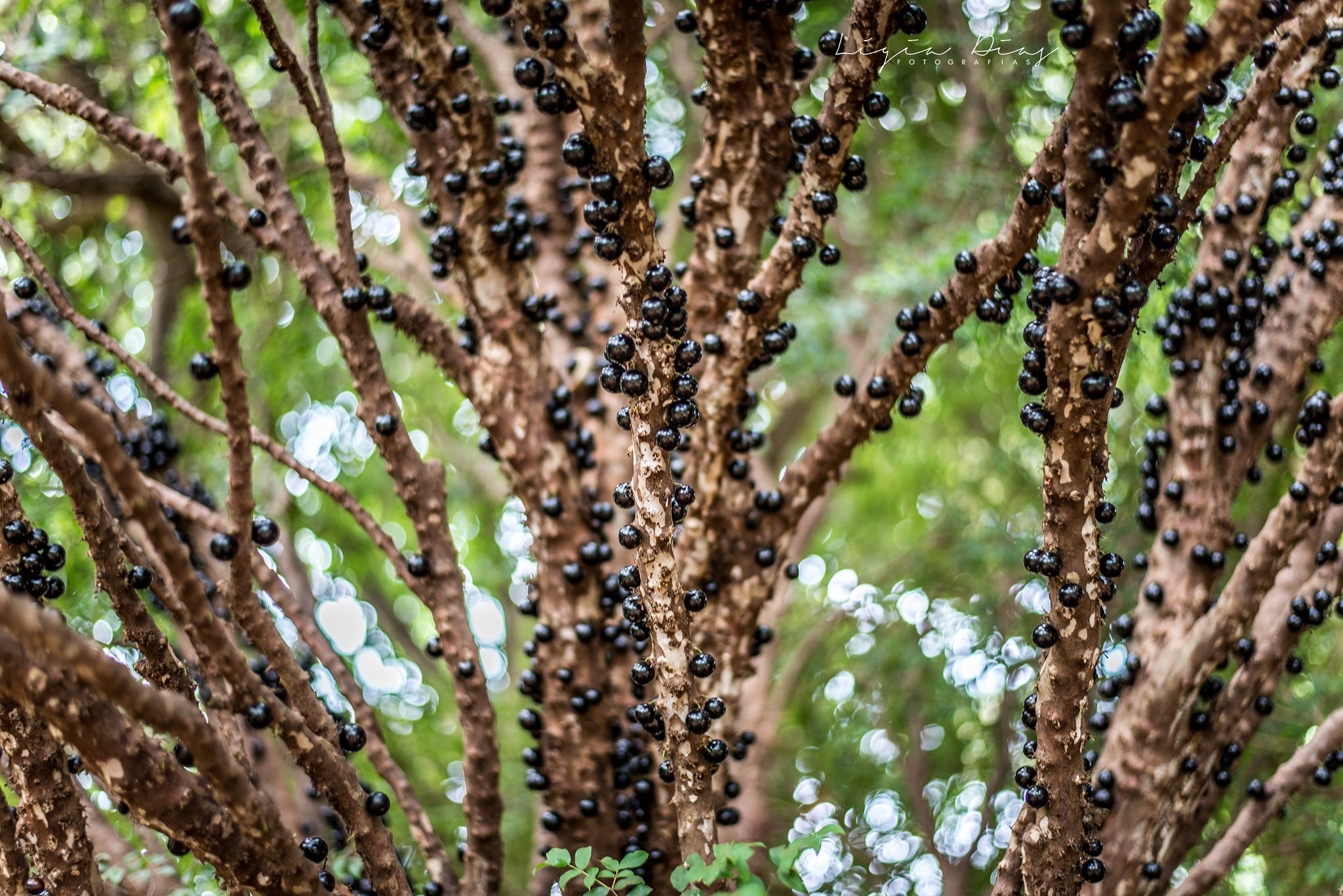 Natural da Mata Atlântica, a jabuticabeira também pode ser cultivada dentro de casa (Foto: Flickr / Lígia Dias / CreativeCommons)