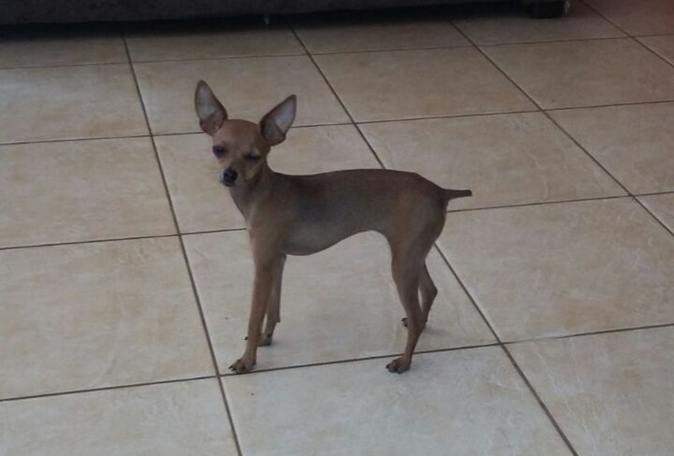 Cachorra da raça pinscher  foi furtada de dentro de casa em Itapetininga (Foto: Arquivo Pessoal/Wagner Nunes)