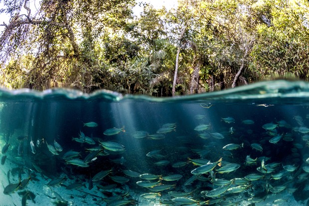 7 organizações que ajudam a proteger a Amazônia (Foto: Getty Images)