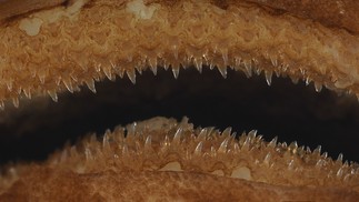 Dentes anterolaterais superiores e inferiores do tubarão Apristurus ovicorrugatus — Foto: William T. White et.al 