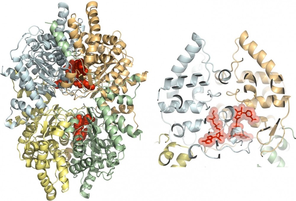 Estrutura 3D da proteína desoxi-hipusina sintase de Brugia malayi (Foto: CQMED)