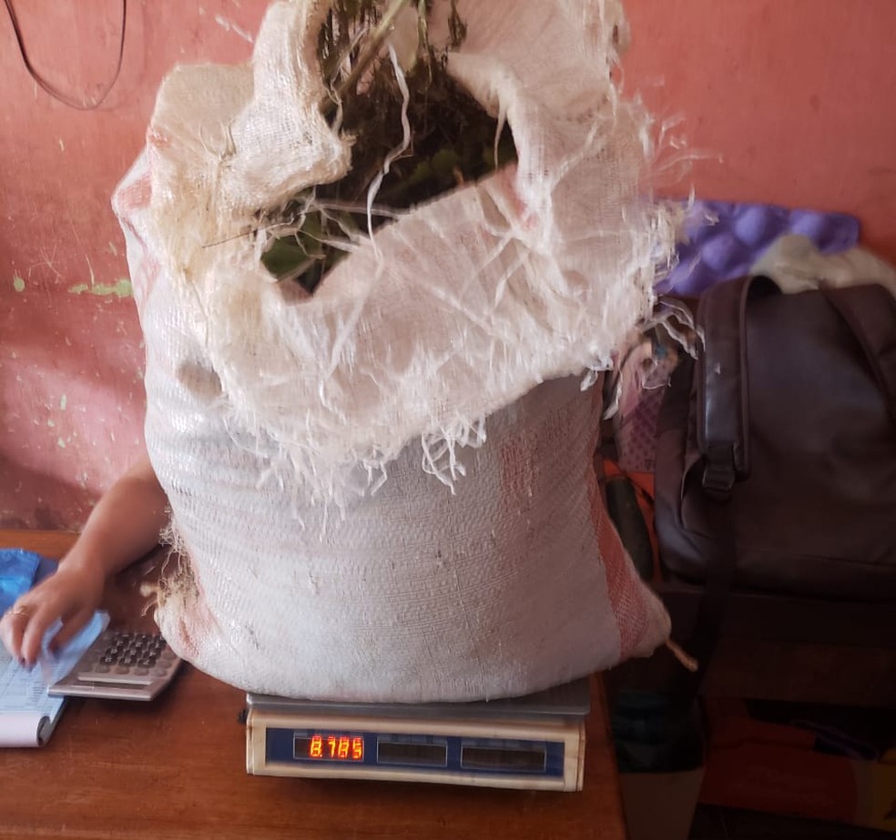 Droga estava escondida em casa de barro na zona rural de Arame (MA) — Foto: Divulgação/Polícia Civil