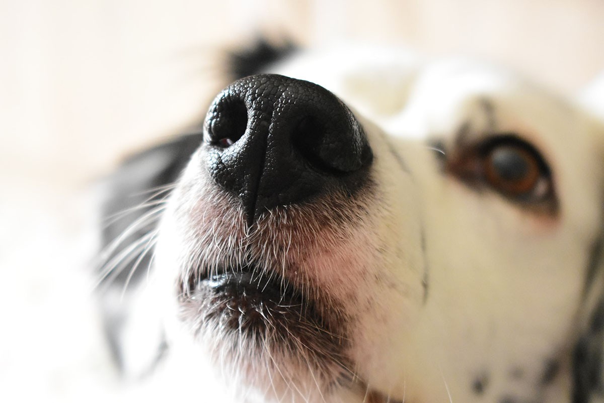 Cachorros também são capazes de respirar separadamente em cada narina, o que os ajuda a localizar de onde vem cada odor (Foto: Unsplash/ Evi Kalemi/ CreativeCommons)
