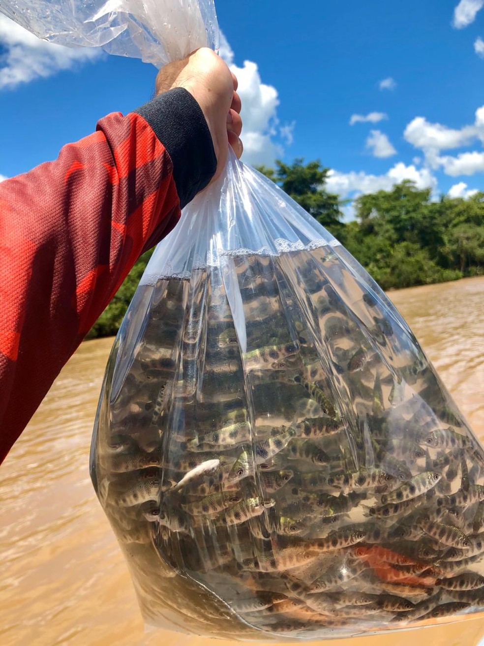 Repovoamento de peixes foi feito no Rio Aguapeí, em Rinópolis — Foto: Igor Augusto Gibara de Oliveira