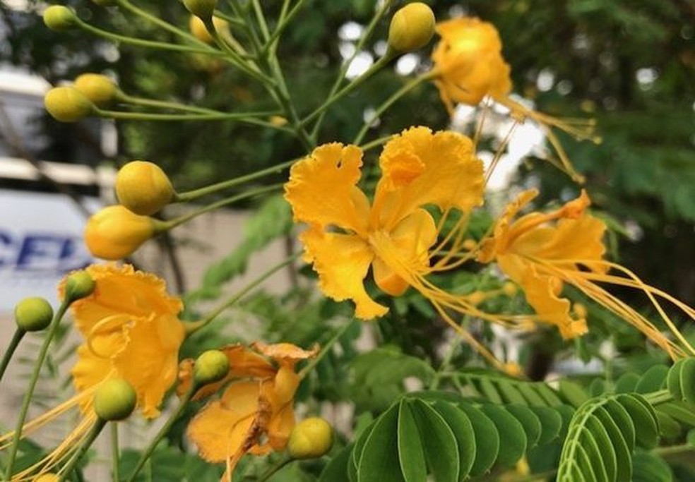 Flamboianzinho pode ter folhas amarelas ou alaranjadas — Foto: BBC