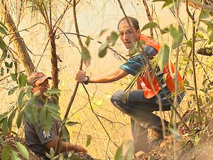 Secretario diz que mata abriga espécies de cerrado e Mata Atlântica (Foto: Ronaldo Gomes/EPTV)