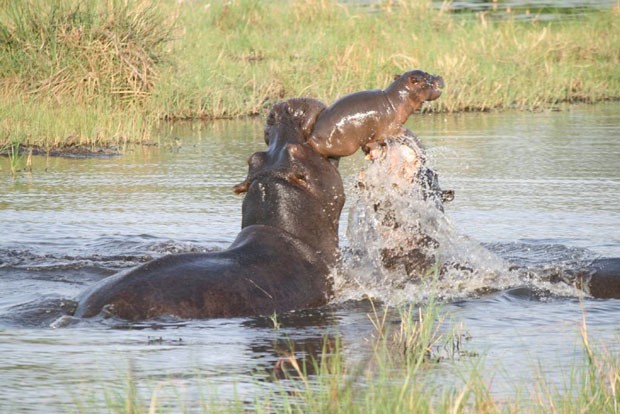 Fêmea  'valentona' brigou com casal de hipopótamos para salvar seu filhote em rio em Seba, Botsuana (Foto: Joe Molekoa, Caters News/The Grosby Group )