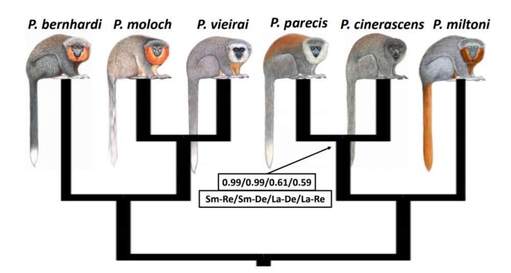 Comparação do macaco-titi Plecturocebus parecis com outros primatas do gênero Plecturocebus (Foto: Gusmão et al./Primate Conservation 2019)