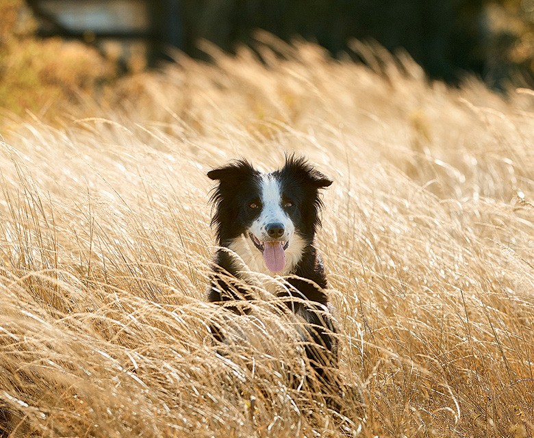 Border Amigo: Border Collie, mais que uma raça uma paixão!!!