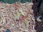 No CE, cultivo do camarão divide produtores e ambientalistas