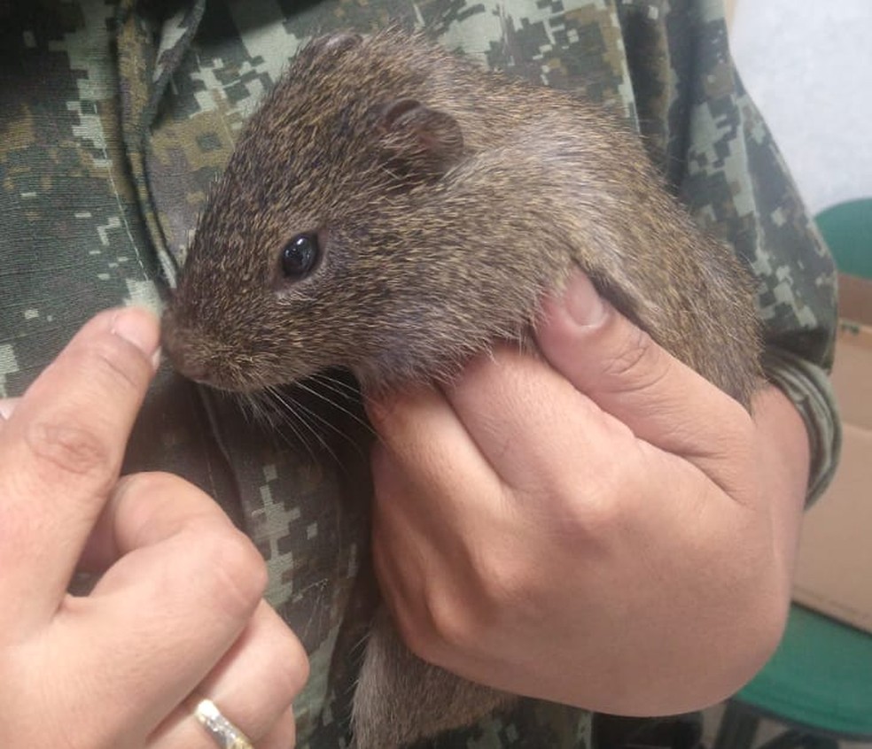 Polícia Ambiental resgata preá que ficou perdido após queimada em Lins — Foto: Divulgação/Polícia Ambiental