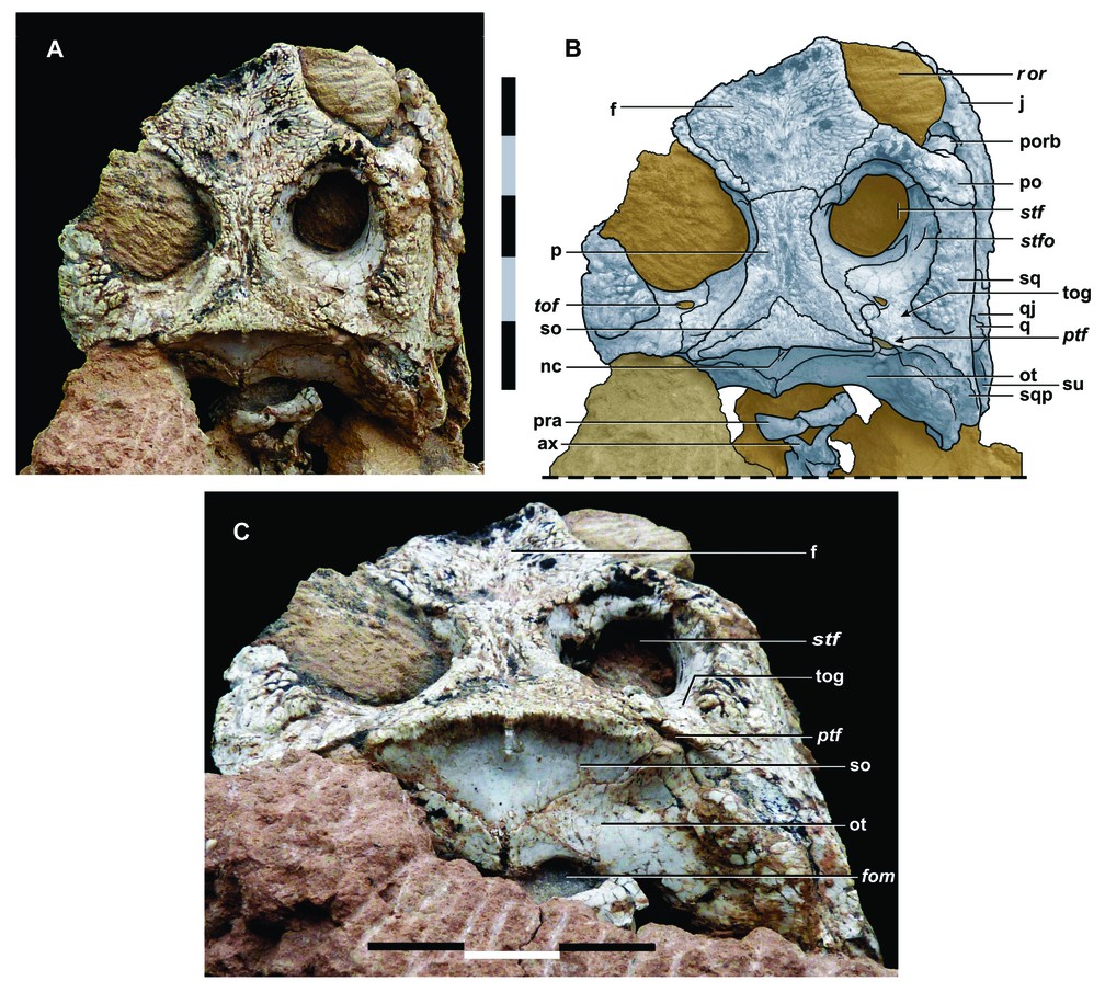 Crânio do espécime FFP PG 13 referente ao Coronelsuchus civali: A- foto da vista dorsal; B- desenho estruturas da vista dorsal; C- detalhe da região da nuca (occipital). Escala: 1cm (centímetro) cada barra — Foto: Arquivo pessoal/André Piacentini Pinheiro 