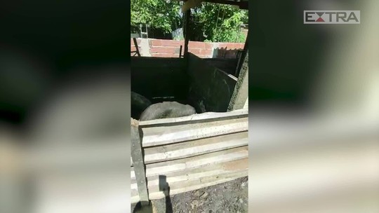 Homem trabalhava em troca de abrigo e comia lavagem dada a porcos em Nova Iguaçu
