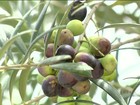 Valorização do azeite incentiva investimentos no cultivo da azeitona