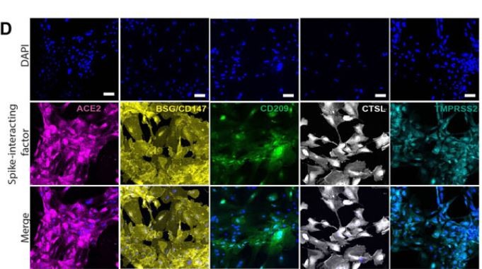 Cientistas descobriram que o Sars-CoV-2 afeta células renais chamadas podócitos (Foto: Kalejaiye et.al )