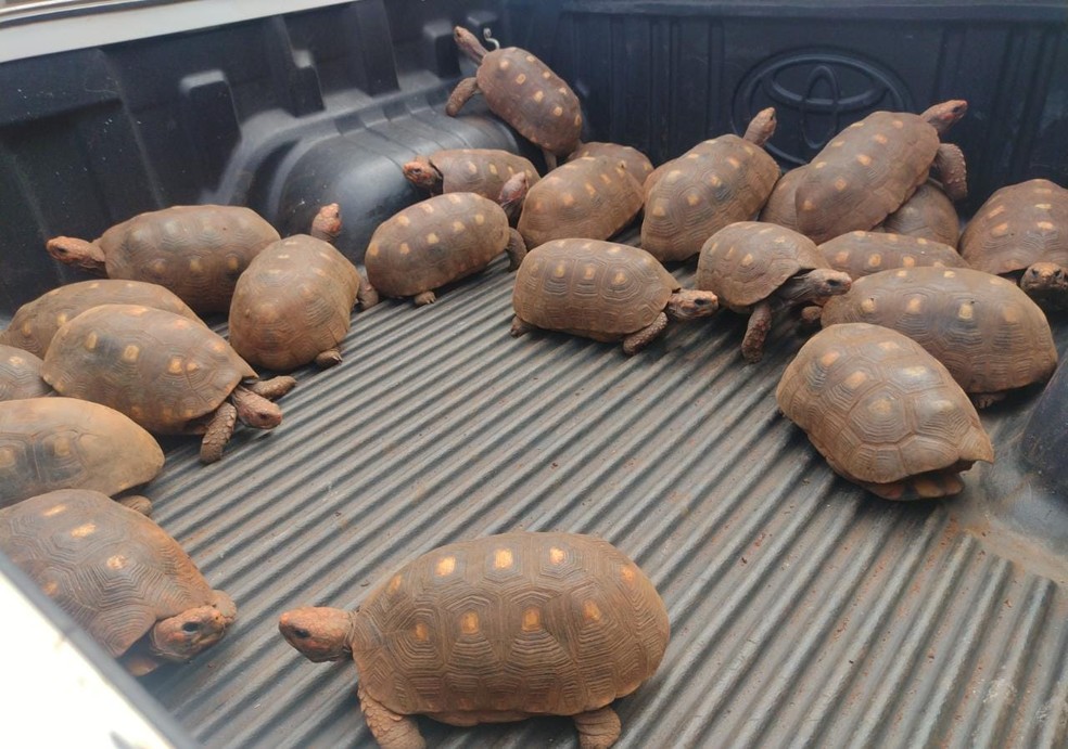 24 tartarugas jabutis foram resgatadas em Bariri (SP) — Foto: Polícia Ambiental/Divulgação