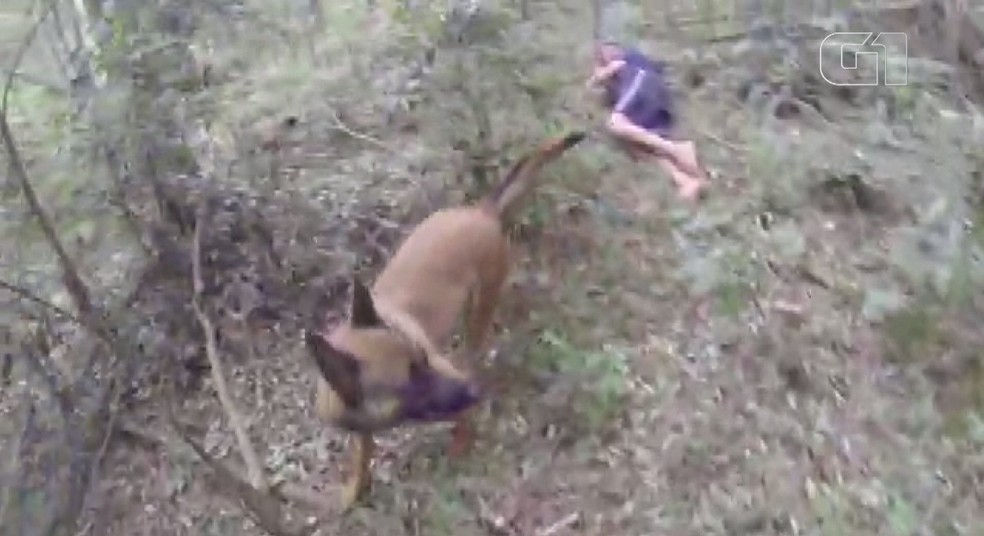 Cadela farejadora encontrou homem desparecido em meio a mata — Foto: Corpo de Bombeiros/Divulgação