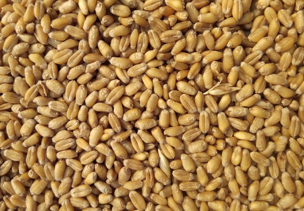 trigo, grãos, plantação (Foto: Unsplash)
